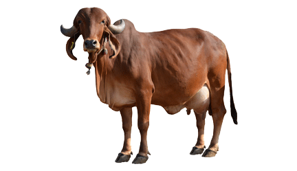 Cow Milk