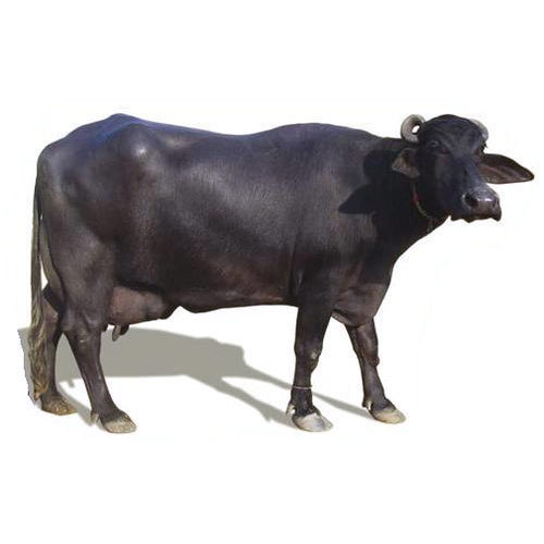 Buffalo Milk